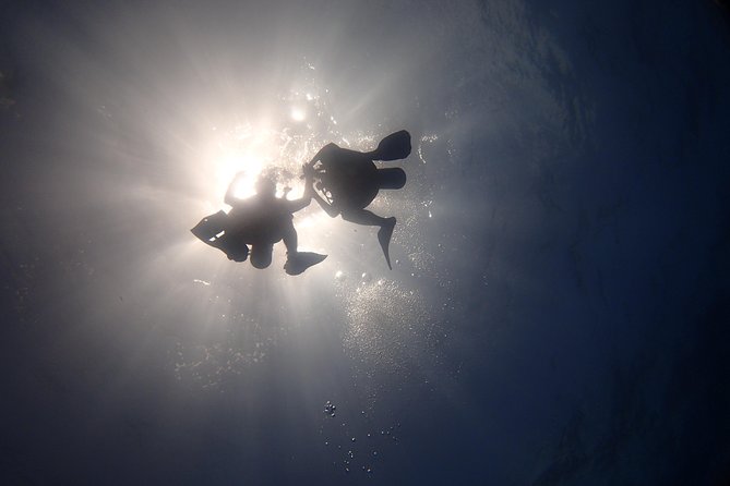 Diving in the Mexican Caribbean for Beginners | 2 Tanks 2 Dives | All Inclusive - The second 35-minute session trades art for marine life