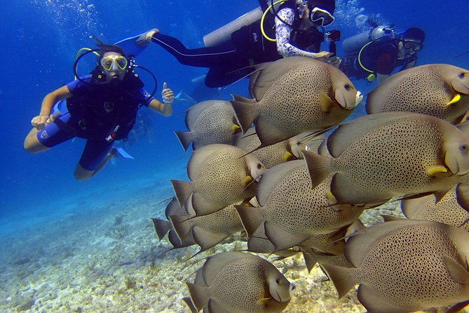 Diving in the Mexican Caribbean for Beginners | 2 Tanks 2 Dives | All Inclusive - What $190.69 buys you, and what it does not