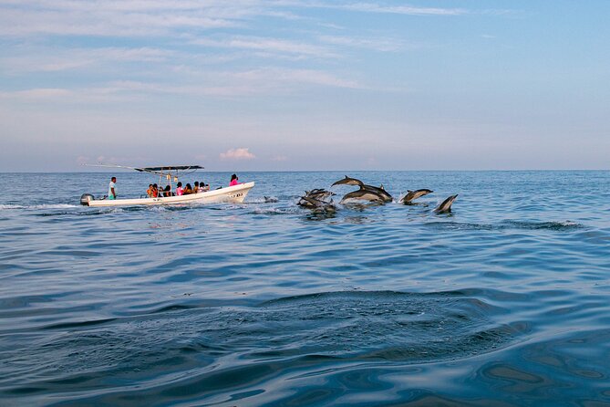 Dolphin Watching Tour - At Eco Adventures Puerto Escondido