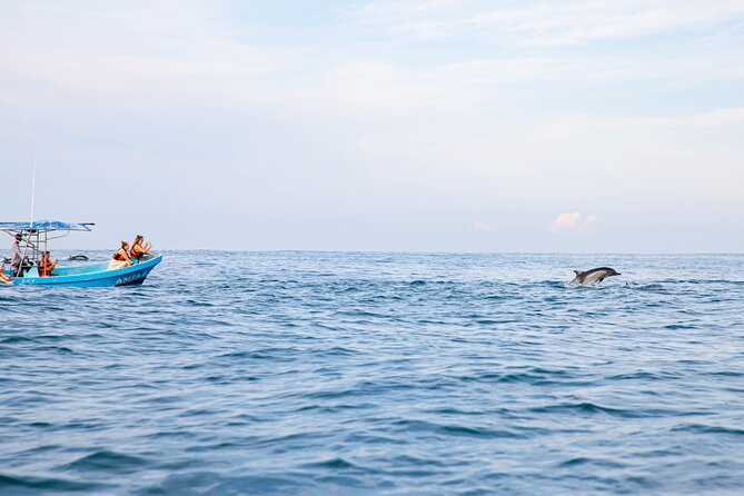 Dolphin Watching Tour - Turtles, rays, seabirds, and flying fish