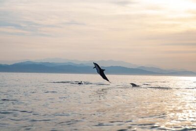 Dolphin Watching Tour