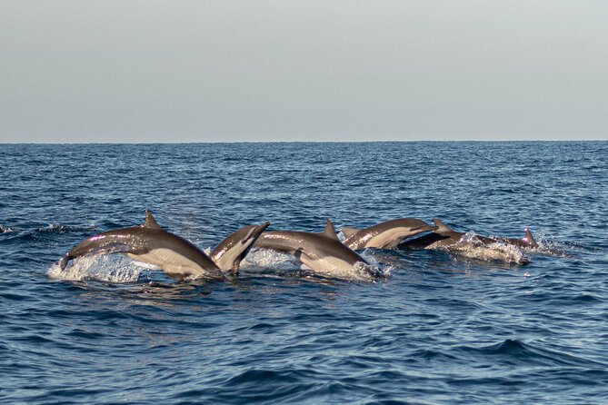 Dolphin Watching Tour - Humpback whales from November through March