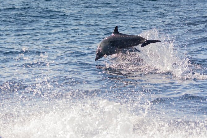 Dolphin Watching Tour - How the experience feels for different kinds of visitors