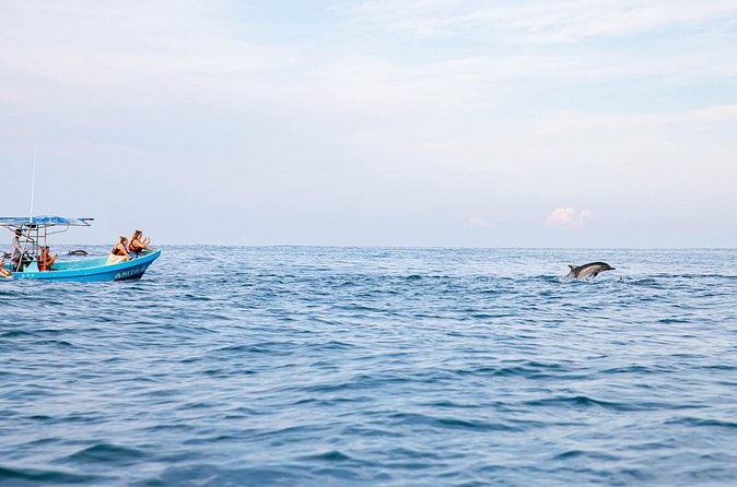 Dolphin Watching Tour - Is the price fair for what you receive?