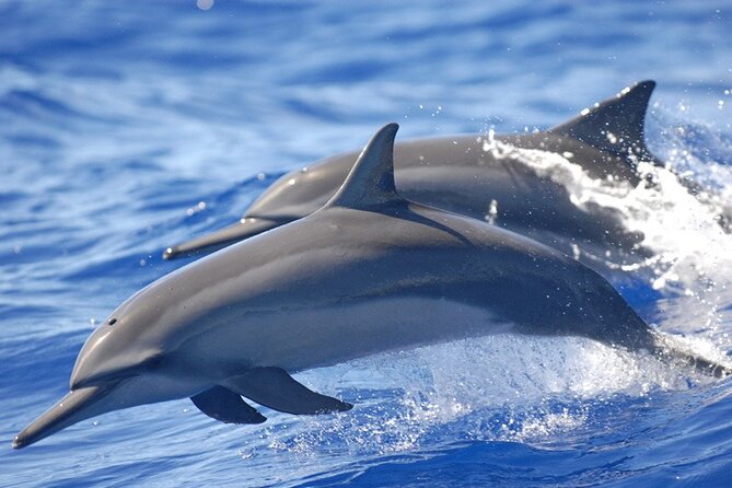 Dolphin & Whale Watching in Puerto Escondido - What you may see beyond the dolphins