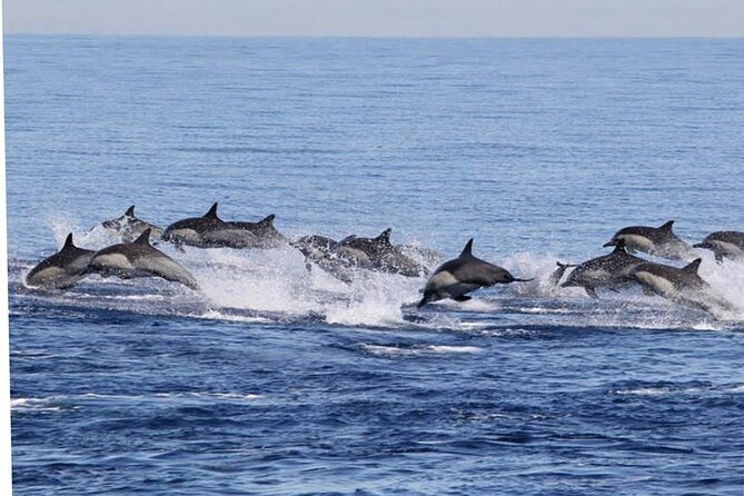 Dolphin & Whale Watching in Puerto Escondido - The $65.57 price and what it covers