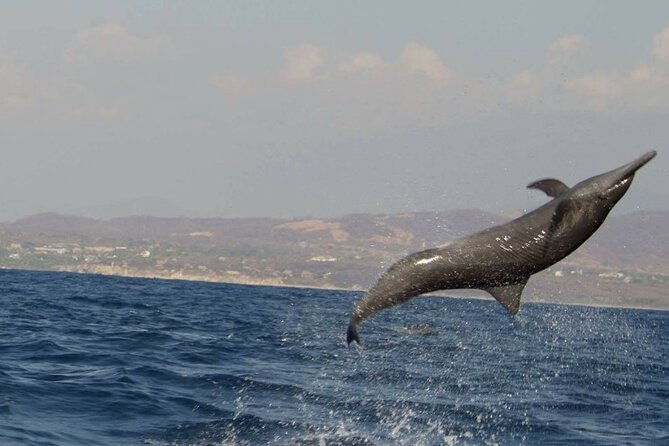 Dolphin & Whale Watching in Puerto Escondido - Why the small boat changes the experience