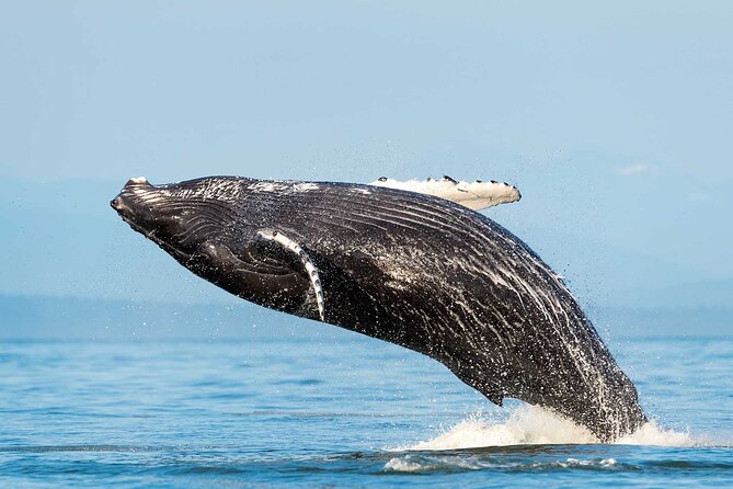 Dolphin & Whale Watching with Marine Biologists - Key things to know before you go