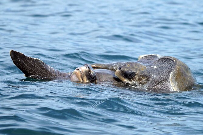 Dolphin & Whale Watching with Marine Biologists - Whales, dolphins, and the sounds beneath the boat