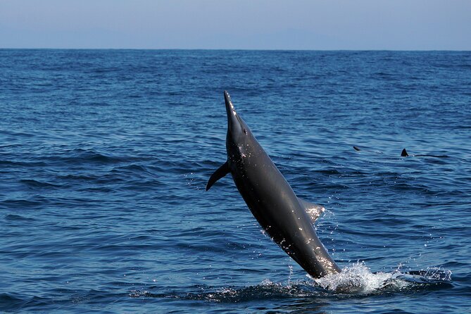 Dolphin & Whale Watching with Marine Biologists - How the crew handles wildlife encounters