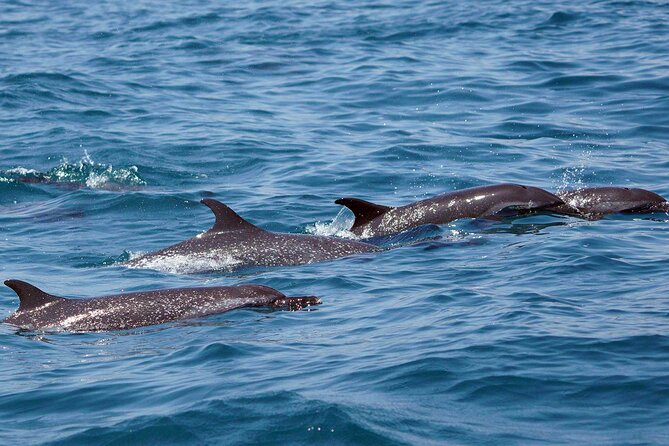 Dolphin & Whale Watching with Marine Biologists - What the $59.74 price includes