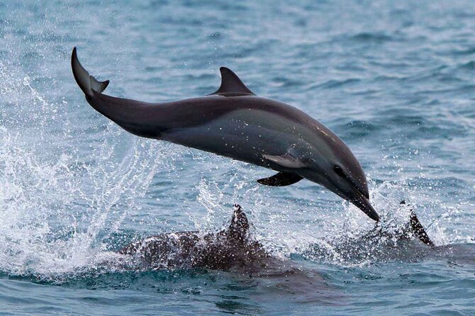 Dolphin & Whale Watching with Marine Biologists - When this tour suits you best
