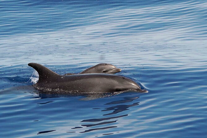 Dolphin & Whale Watching with Marine Biologists - Huatulco National Park from the water