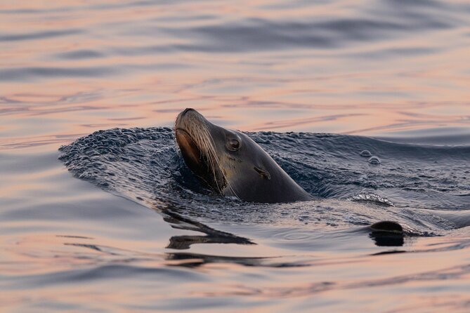 Educational Sunrise Whale Watching with Photos Included - Value, group size, and practical limits
