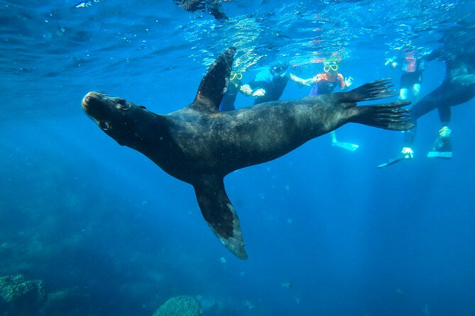 Espiritu Santo Island and sea lions - Why Espiritu Santo makes a memorable day from La Paz