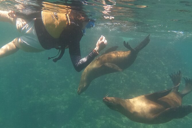 Espiritu Santo Island and sea lions - Seasonal changes and route decisions