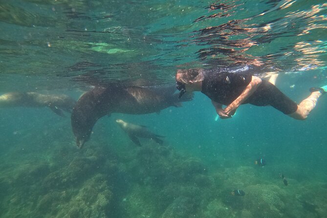 Espiritu Santo Island and sea lions - Who will enjoy this trip most