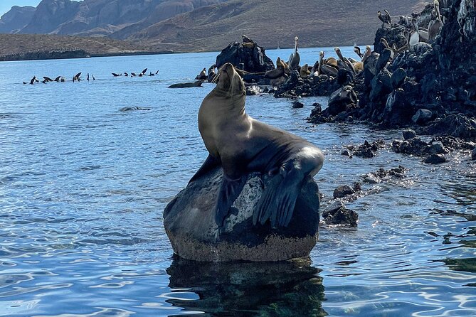 Espiritu Santo Island and sea lions - Should you book Espiritu Santo and sea lions?