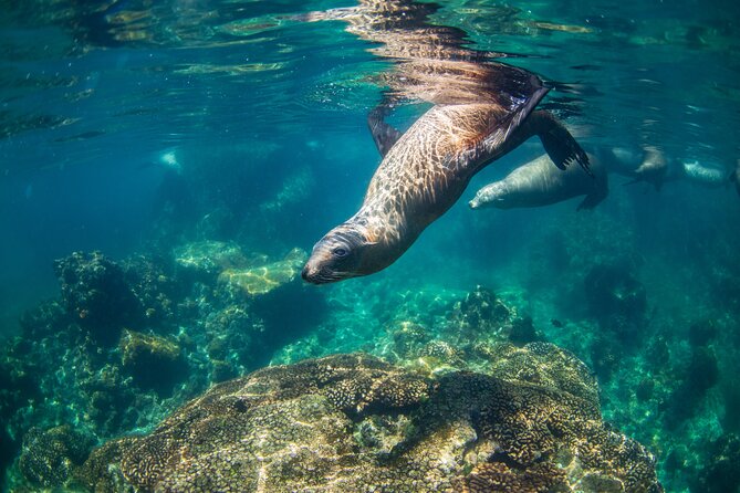 Espiritu Santo Island Snorkel & Sea Lion Adventure - Why the sea lions are the main event