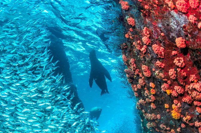 Espiritu Santo Island Snorkel & Sea Lion Adventure - Wildlife beyond the sea lions