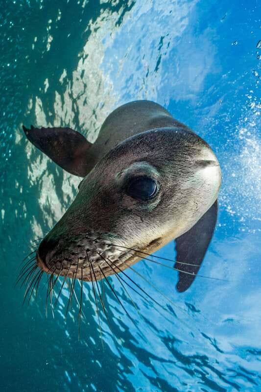 Espiritu Santo Island: Snorkeling Sea Lion Adventure - Timing, weather, and what to pack