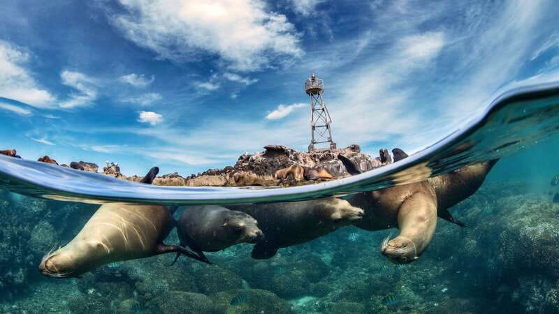 Espiritu Santo Island: Snorkeling Sea Lion Adventure - Meeting at Muelle Fiscal in La Paz