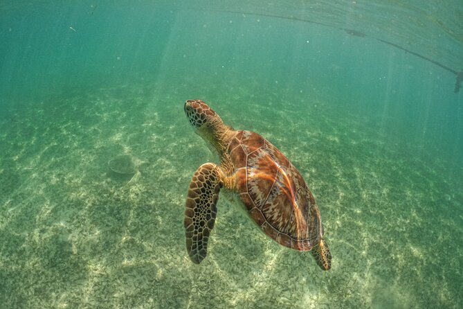 Exotik half a day tour: Cenote Cave and Swimming with Sea Turtles - Transport from Playa del Carmen and the real time commitment