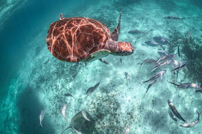 Exotik half a day tour: Cenote Cave and Swimming with Sea Turtles - What to pack for the cold cave and open bay