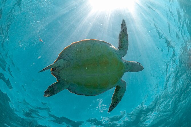 Exotik half a day tour: Cenote Cave and Swimming with Sea Turtles - Cenote Nohoch: the reason to keep your expectations high