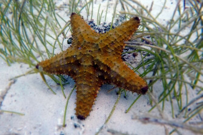 Experience Guided Snorkeling in Costa Maya - The sandy grass area and your best turtle chance