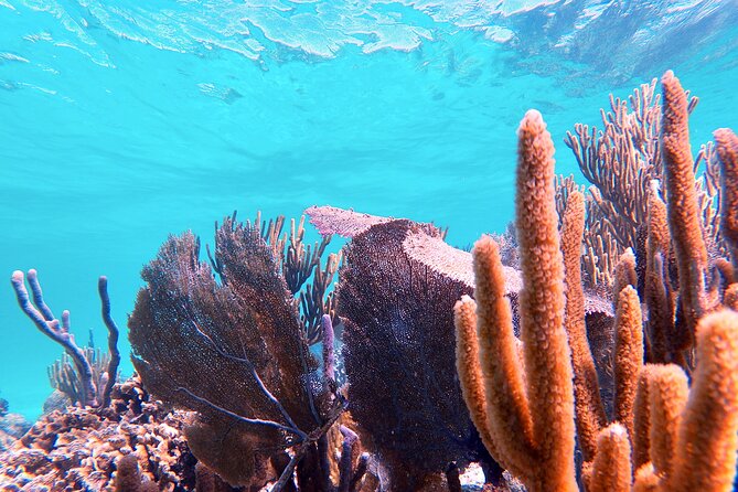 Experience Guided Snorkeling in Costa Maya - Underwater photos and the personal touch