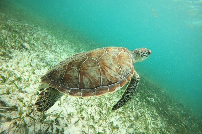 Experience Guided Snorkeling in Costa Maya - Starting at the Mahahual meeting point