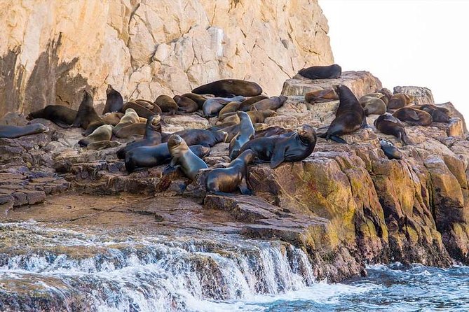Explore Los Cabos City Tour, Glass-Bottom Boat Ride, Lunch and Shopping! - Hotel pickup, timing, and comfort