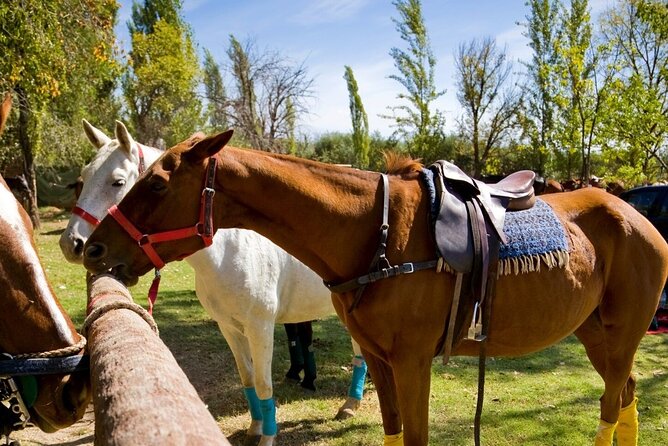 Extreme Horses Adventure with ATV, Ziplines & Cenote - Pickup, timing, and the small-group setup