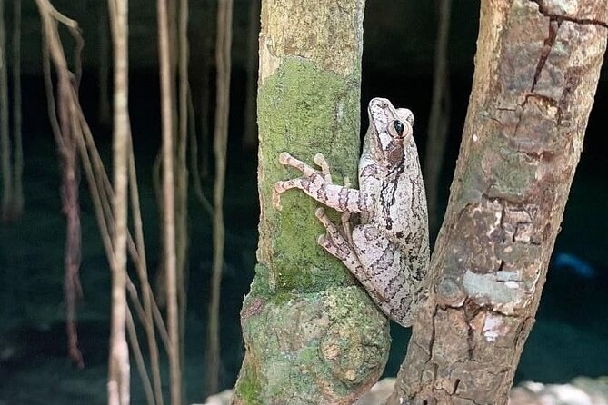 Five Cenotes Jungle Experience in the Riviera Maya - Guides who add more than directions