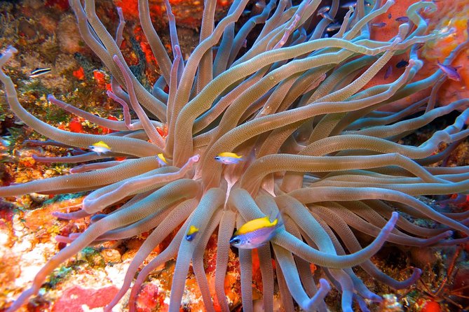 For certified Divers Experience the Under Water Museum and the Manchones Reef - What the $109 price really covers