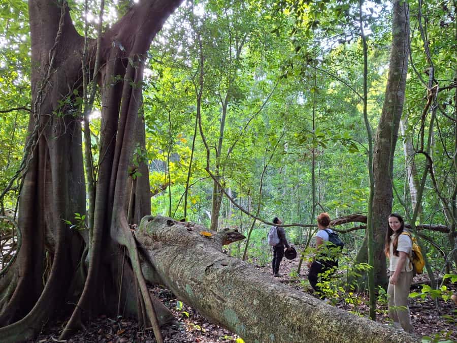From Bacalar: Calakmul Ruins Expedition & Jungle Trek - Why Calakmul feels different from other Maya sites