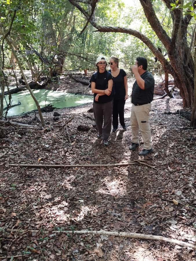 From Bacalar: Calakmul Ruins Expedition & Jungle Trek - Climbing Structure II and looking over the forest