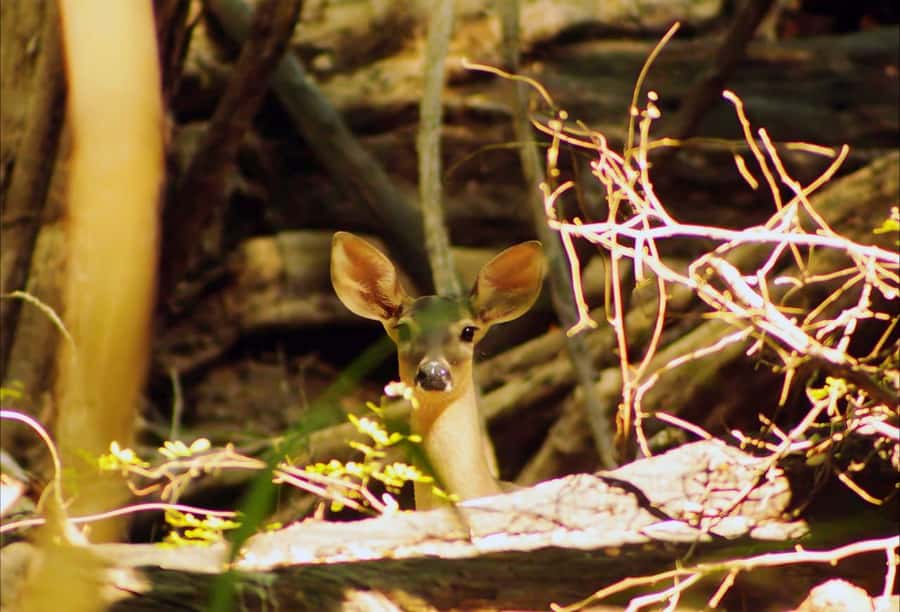 From Bacalar: Calakmul Ruins Expedition & Jungle Trek - What the $163 price really covers