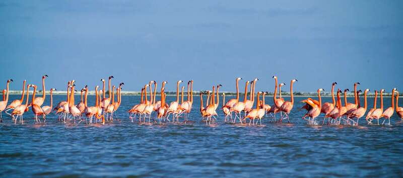 From Cancún: Rio Lagartos & Las Coloradas Day Trip & Lunch - Who should book this day trip?