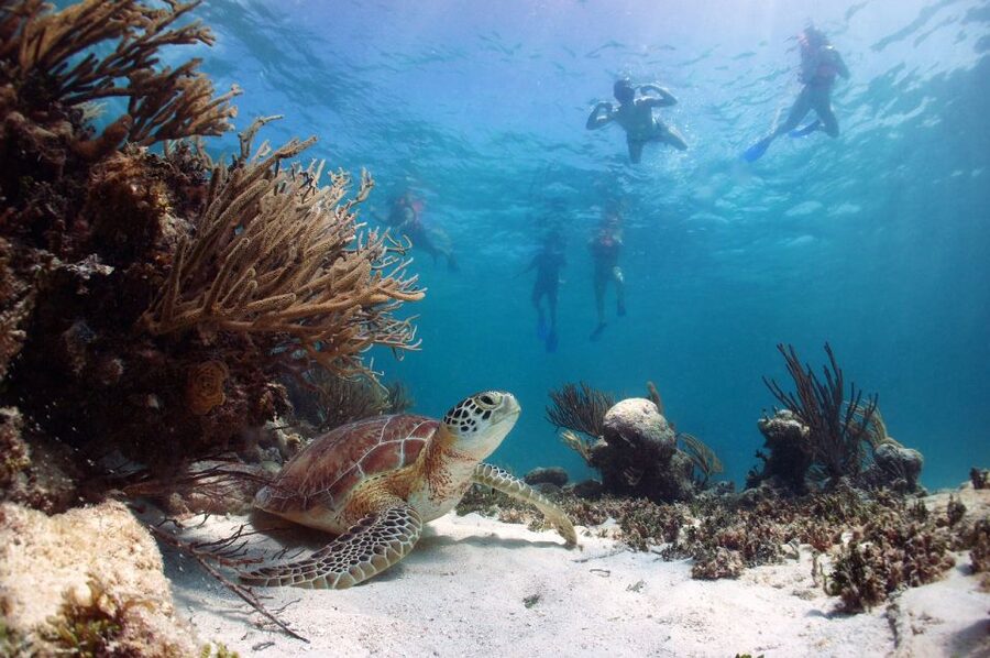 From Cancun: Tulum and Akumal Cenote and Turtle Swim Tour - Should you book the Tulum, Cenote, and Akumal tour?