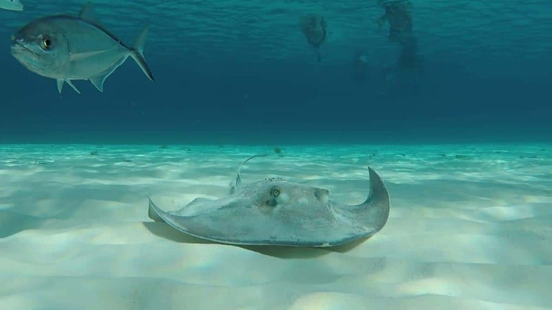 From Cozumel: 3 Reefs Boat Tour with Drinks and Snorkeling - Palancar reef: the more active snorkeling stop