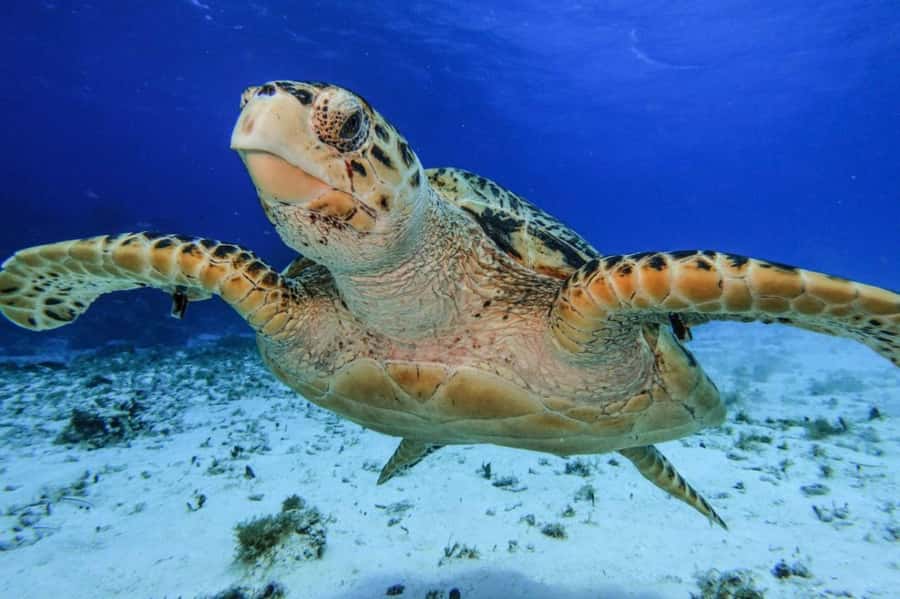 From Cozumel: Starfish, Stingrays and the Turtle Sanctuary - Key points to know before you book