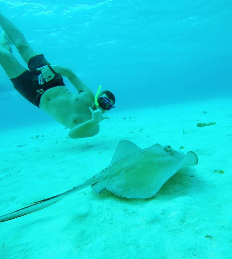 From Cozumel: Starfish, Stingrays and the Turtle Sanctuary - Why this Cozumel snorkeling trip works so well