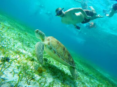 Starfish, Stingrays and the Turtle Sanctuary