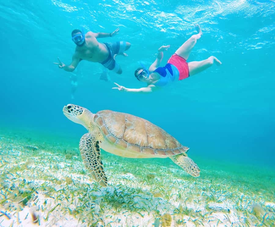 From Cozumel: Starfish, Stingrays and the Turtle Sanctuary - Who will enjoy this tour most?