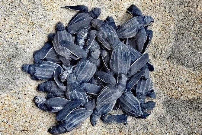 From Huatulco: Turtle Release & Bioluminescence - Key things to know before you book