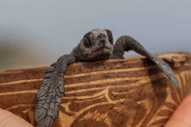 From Huatulco: Turtle Release & Bioluminescence - Two rare natural events in one long outing