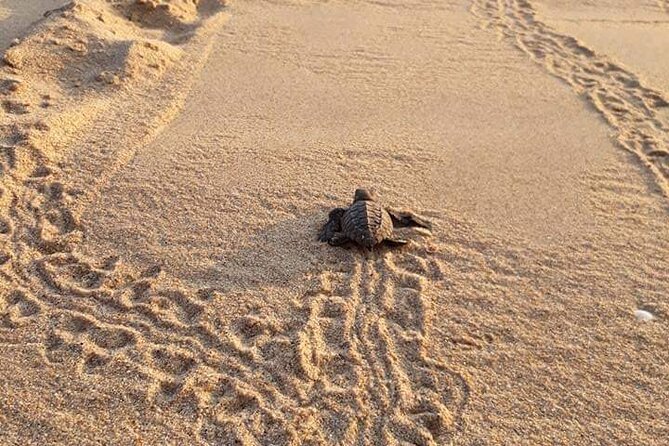 From Huatulco: Turtle Release & Bioluminescence - A short look at Playa Zicatela