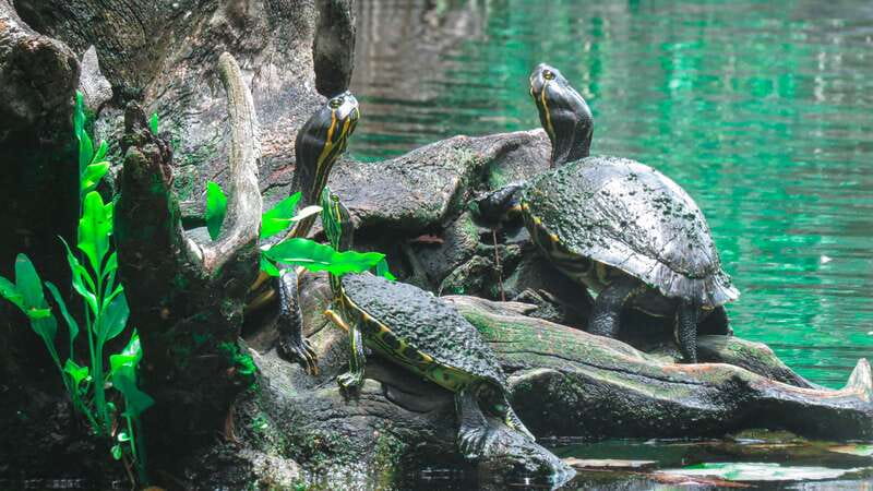 From Riviera Maya: 3 Cenotes Adventure Tour with Lunch - Three cenotes, three moods near Tulum